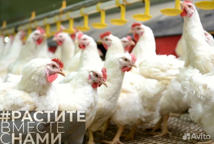 Комбикорм для бройлеров финиш