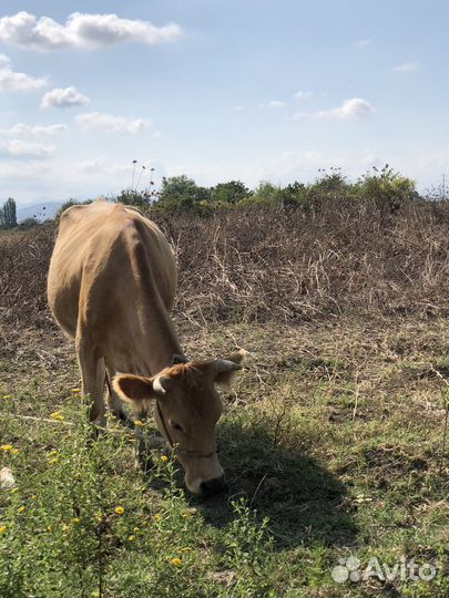 Коровы дойные