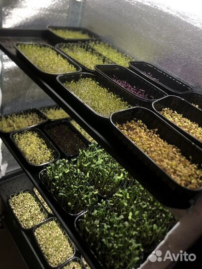 Выращивание микрозелени