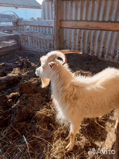 Бычек, козел, овцы с ягнятами