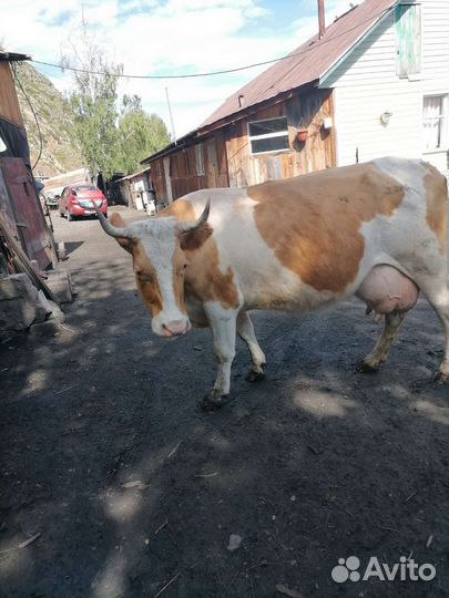 Коровы быки телки