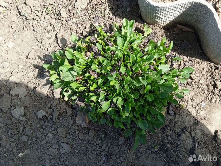 Рамашка садовая