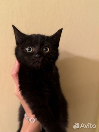 Котенок мальчик 2,5 мес