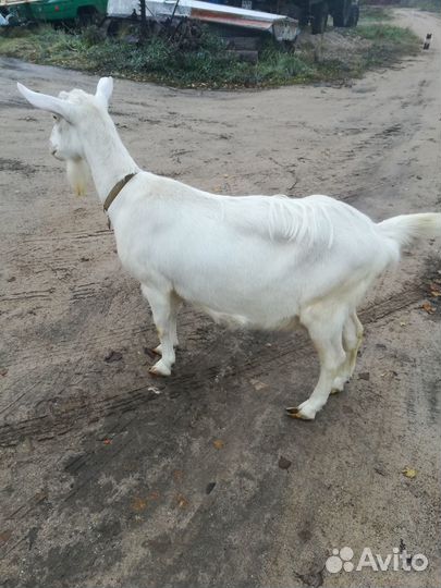 Продаём молодую козочку заанинской породы удой 3+