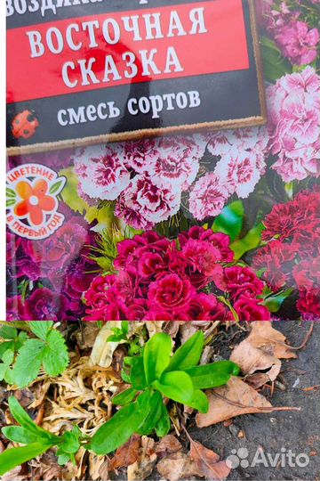 Рассада цветов