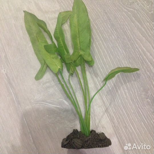 Растение в аквариум