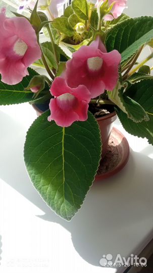 Глоксиния лист