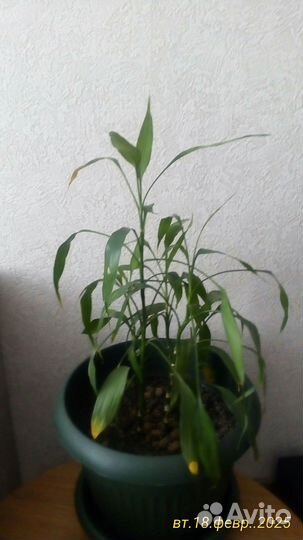 Цветы бамбук