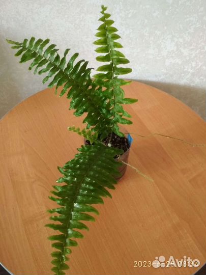 Папоротник нефролепис