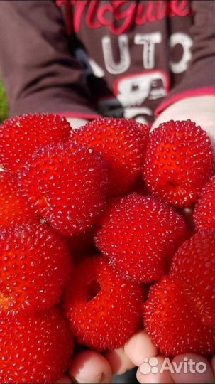 Земляничная малина Акция