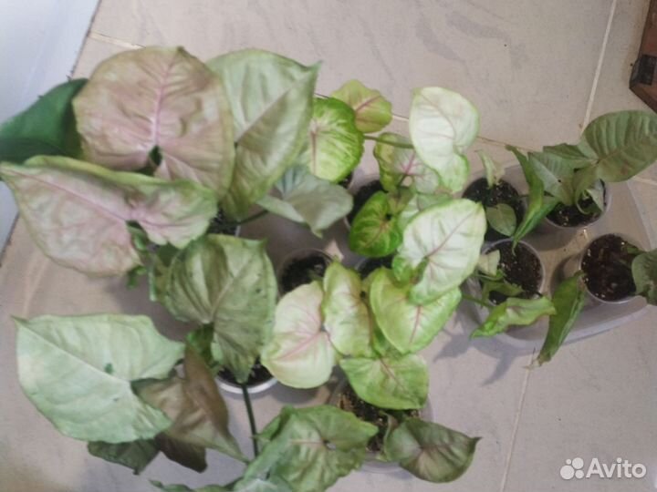 Сингониумы