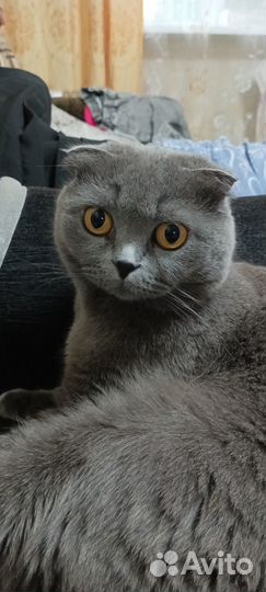 Отдам в добрые руки
