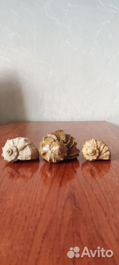 Ракушки морские