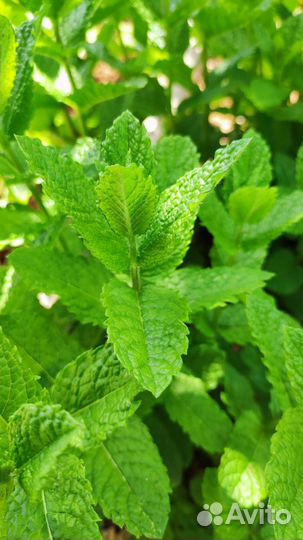 Мята сортовая