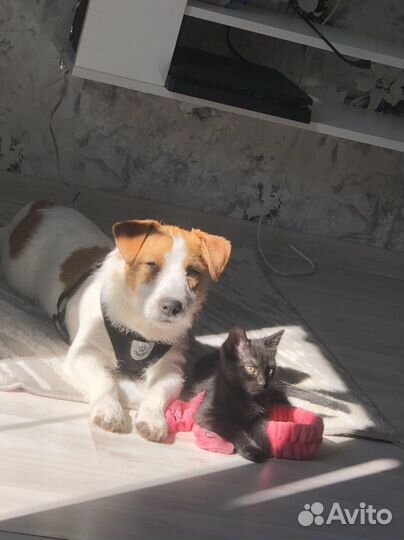 Вязка джек Рассел терьер