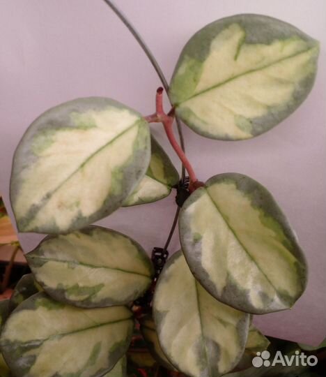 Хойя Аргентия принцесс