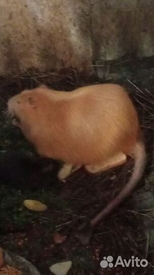 Нутрии на мясо и на развод