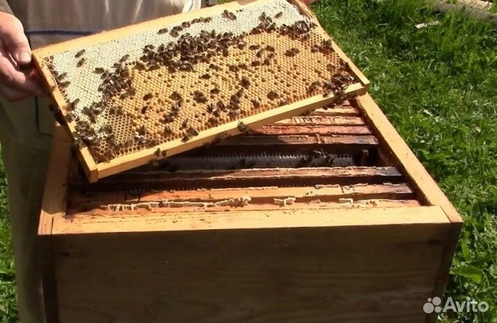 Мёд 2024 года натуральный опт