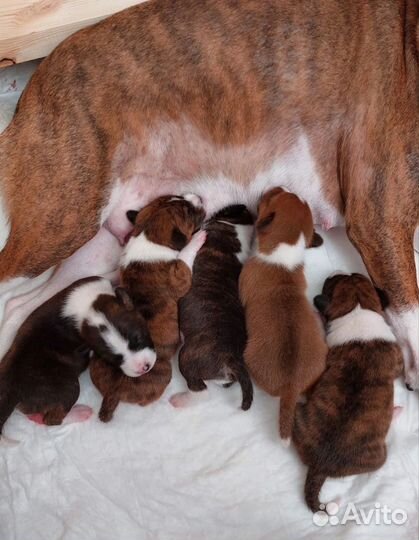 Щенки басенджи