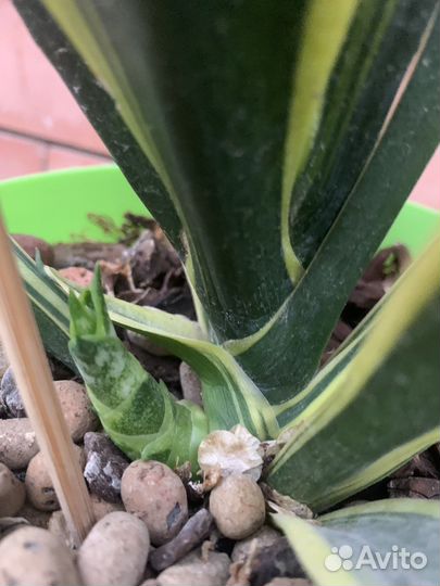 Разные комнатные растения