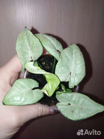 Сингониум dazzle color