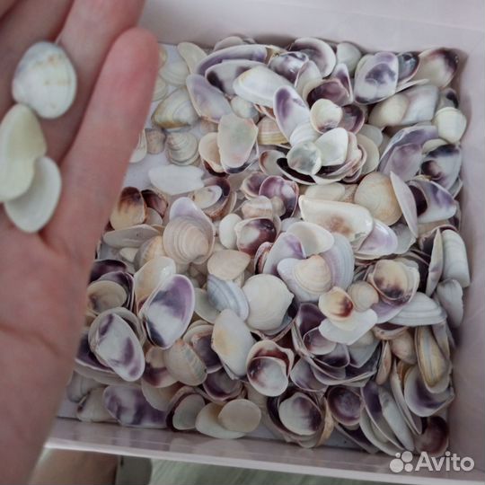 Ракушки бесплатно