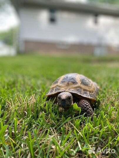 Черепаха
