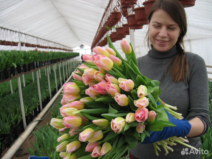 Тюльпаны от производителя