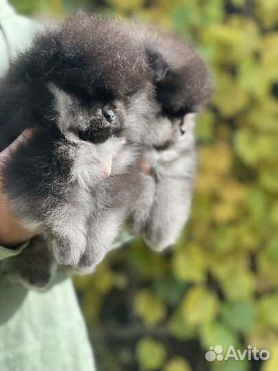 Померанцы мальчик и девочка