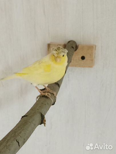 Продам канареек