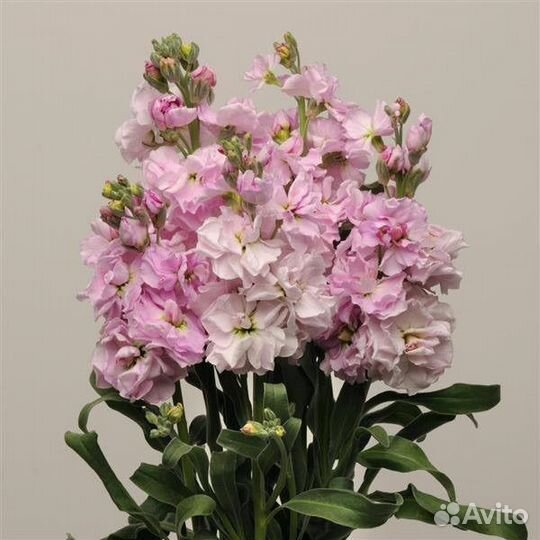 Царственный и ароматный Левкой(Маттиола)