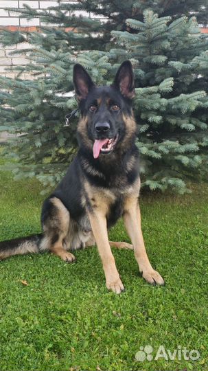 Немецкая овчарка вязка