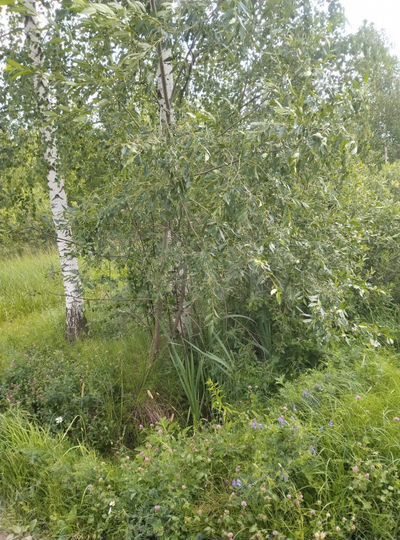 Участок 15 сот. (ИЖС)