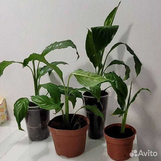 Отростки спатифиллиум