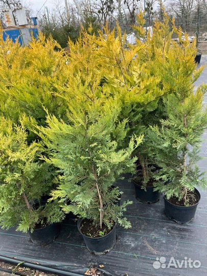 Купрессоципарис Голд Раидер