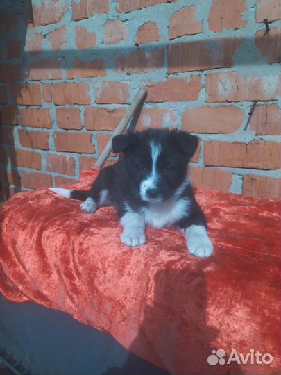 Щенки в добрые руки бесплатно