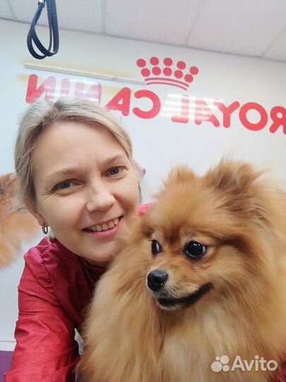 Стрижка собак / кошек - Грумер