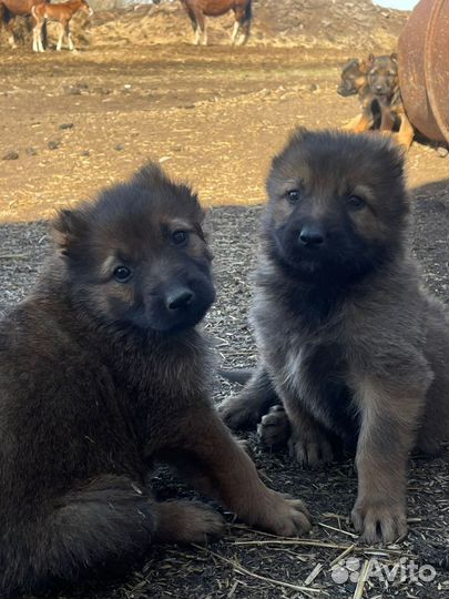 Щенки немецкой овчарки и ковказец