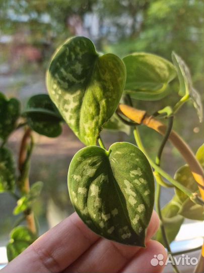 Сциндапсус расписной(Эпипремнум мраморный)