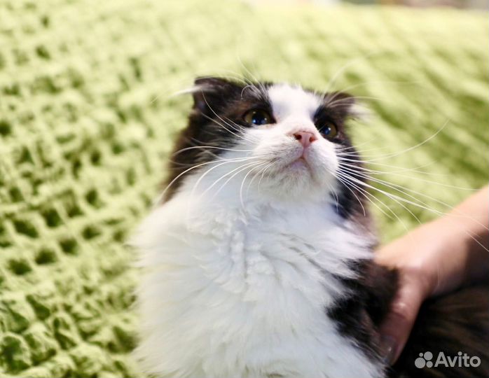 Оззи - любопытный котейка ищет дом