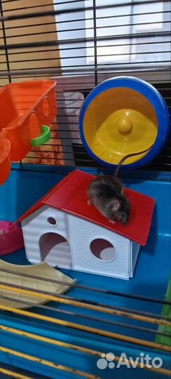 Клетки для грызунов