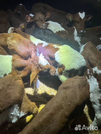 Телята бычки доставка