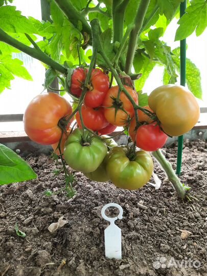 Семена томатов