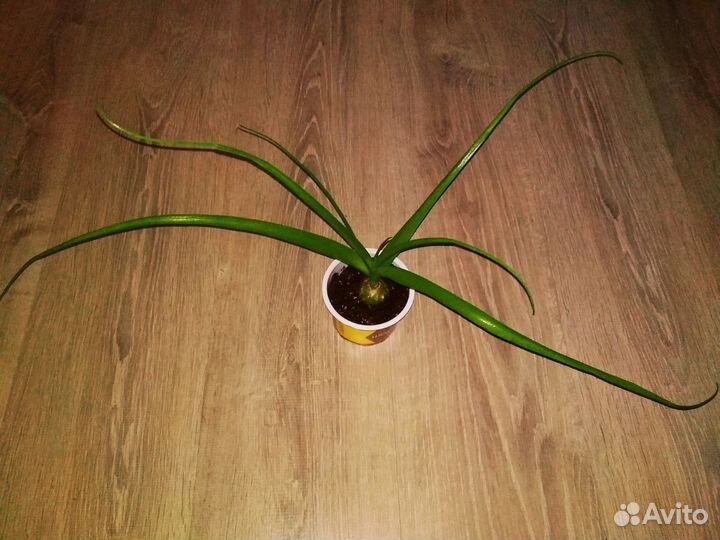 Индийский лук (птицемлечник хвостатый) Каланхое ле