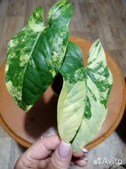 Сингониум клубничный лед galaxy, серый призрак