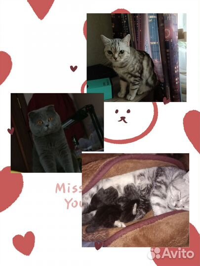 Британская