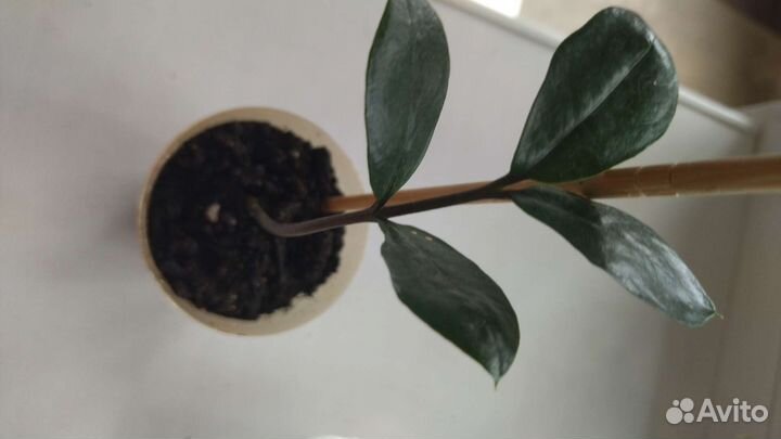 Замиулькас, пиперомия