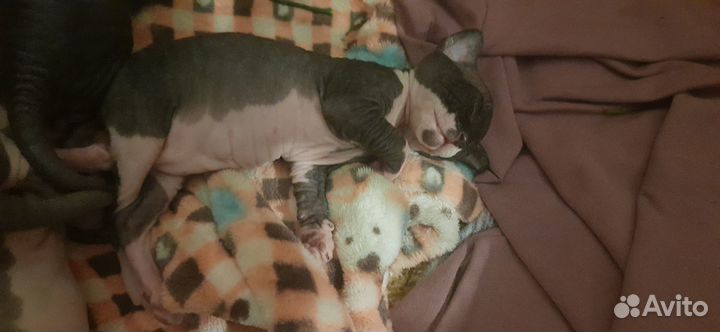 Канадский сфинкс котенок