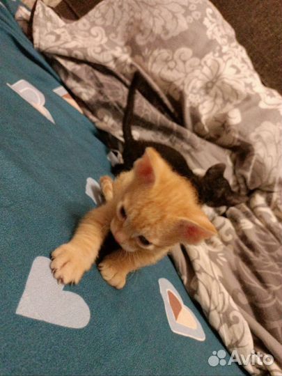 Котята сфинкс браш