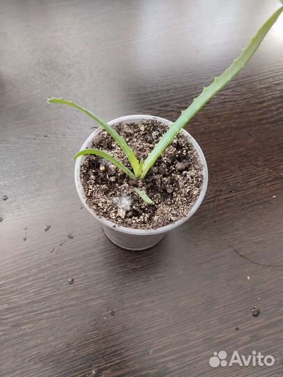 Алоэ столетник